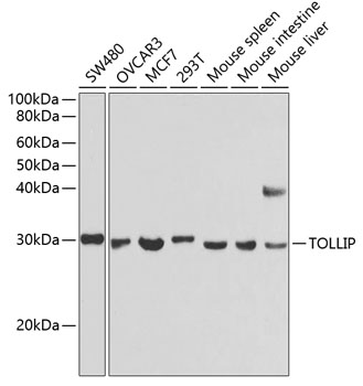 Western blot analysis of extracts of various cell lines using TOLLIP Polyclonal Antibody at dilution of 1:1000.
