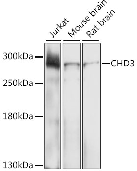 Western blot analysis of extracts of various cell lines using CHD3 Polyclonal Antibody at dilution of 1:1000.