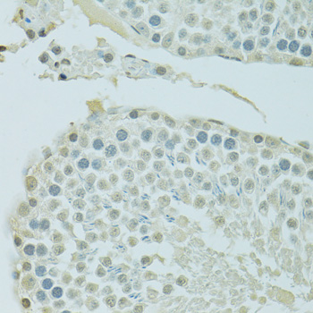 Immunohistochemistry of paraffin-embedded Rat testis using BRD3 Polyclonal Antibody at dilution of  1:100 (40x lens).