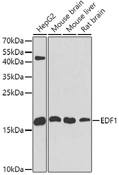 Western blot analysis of extracts of various cell lines using EDF1 Polyclonal Antibody at dilution of 1:1000.