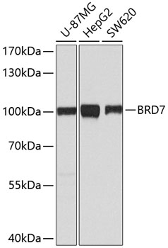 Western blot analysis of extracts of various cell lines using BRD7 Polyclonal Antibody at dilution of 1:1000.