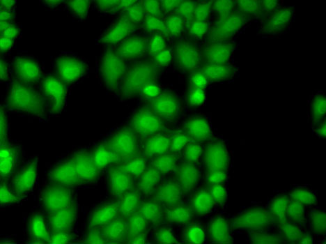 Immunofluorescence analysis of MCF7 cells using GTF2F1 Polyclonal Antibody