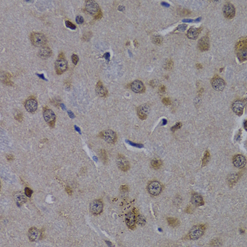 Immunohistochemistry of paraffin-embedded Rat brain using POLR2L Polyclonal Antibody at dilution of  1:200 (40x lens).