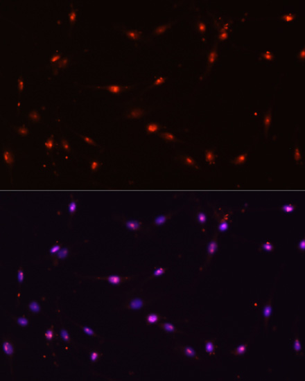 Immunofluorescence analysis of C6 cells using ILF3 Polyclonal Antibody at dilution of  1:100. Blue: DAPI for nuclear staining.