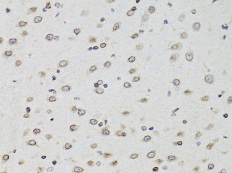 Immunohistochemistry of paraffin-embedded Mouse brain using TMPO Polyclonal Antibody at dilution of  1:100 (40x lens).