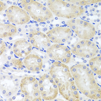 Immunohistochemistry of paraffin-embedded Mouse kidney using ADIPOQ Polyclonal Antibody at dilution of  1:100 (40x lens).