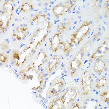 Immunohistochemistry of paraffin-embedded Rat kidney using ADIPOQ Polyclonal Antibody at dilution of  1:100 (40x lens).