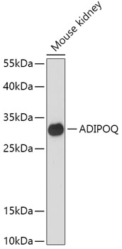 Western blot analysis of extracts of Mouse kidney using ADIPOQ Polyclonal Antibody at dilution of 1:1000.