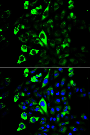 Immunofluorescence analysis of U2OS cells using GZMB Polyclonal Antibody