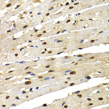 Immunohistochemistry of paraffin-embedded Rat heart using IRF2 Polyclonal Antibody at dilution of  1:200 (40x lens).