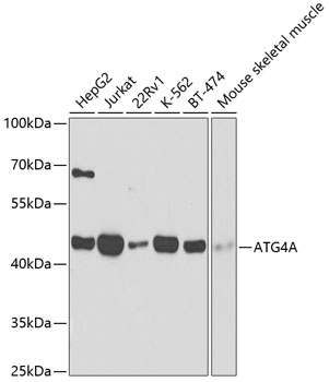 Western blot analysis of extracts of various cell lines using ATG4A Polyclonal Antibody at dilution of 1:1000.