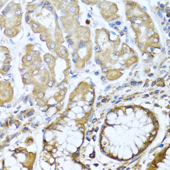 Immunohistochemistry of paraffin-embedded Human stomach using NRG4 Polyclonal Antibody at dilution of  1:100 (40x lens).