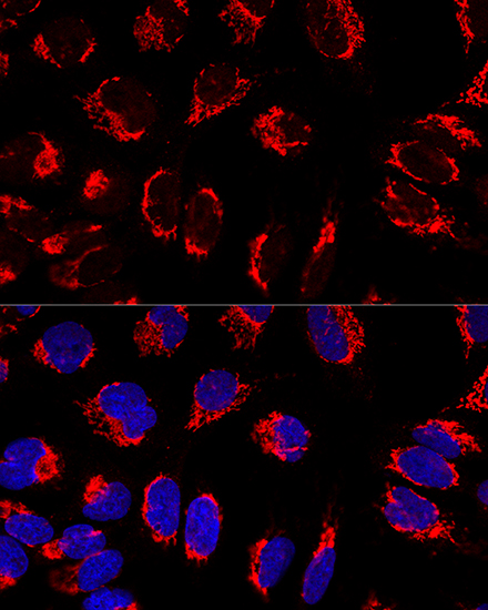 Confocal immunofluorescence analysis of U2OS cells using IMMT Polyclonal Antibody at dilution of  1:100. Blue: DAPI for nuclear staining.
