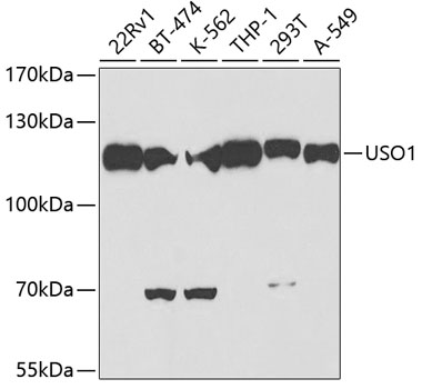 Western blot analysis of extracts of various cell lines using USO1 Polyclonal Antibody at dilution of 1:500.