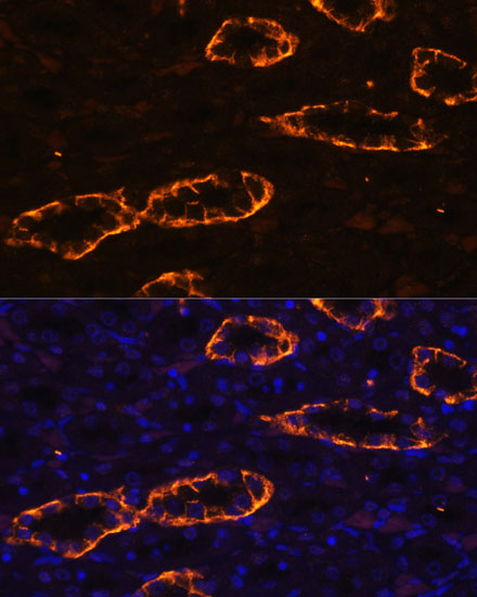 Immunofluorescence analysis of Rat kidney using AQP3 Polyclonal Antibody at dilution of  1:100. Blue: DAPI for nuclear staining.