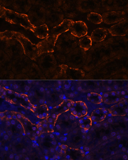 Immunofluorescence analysis of Mouse kidney using AQP3 Polyclonal Antibody at dilution of  1:100. Blue: DAPI for nuclear staining.