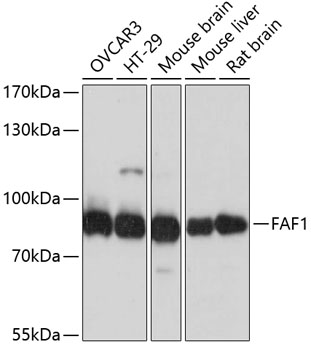 Western blot analysis of extracts of various cell lines using FAF1 Polyclonal Antibody at dilution of 1:3000.