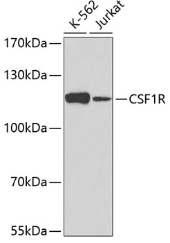 Western blot analysis of extracts of various cell lines using CSF1R Polyclonal Antibody at dilution of 1:500.