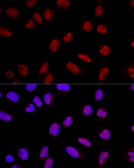 Confocal immunofluorescence analysis of U2OS cells using AKAP8 Polyclonal Antibody at dilution of  1:200. Blue: DAPI for nuclear staining.