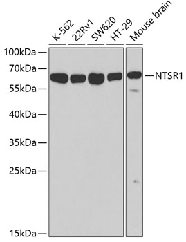 Western blot analysis of extracts of various cell lines using NTSR1 Polyclonal Antibody at dilution of 1:500.