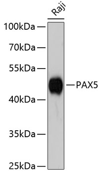 Western blot analysis of extracts of Raji cells using PAX5 Polyclonal Antibody at dilution of 1:3000.