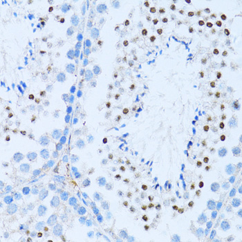 Immunohistochemistry of paraffin-embedded Mouse testis using NFkB p100 / p52 Polyclonal Antibody at dilution of  1:100 (40x lens).