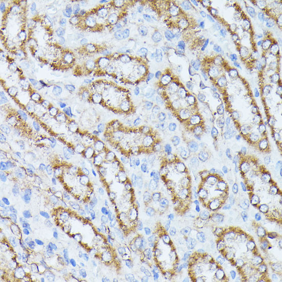 Immunohistochemistry of paraffin-embedded Rat kidney using PPP2CB Polyclonal Antibody at dilution of  1:100 (40x lens).