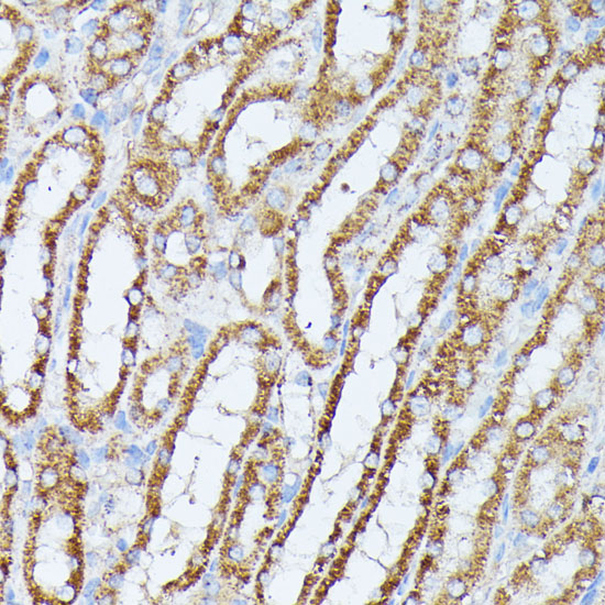 Immunohistochemistry of paraffin-embedded Mouse kidney using PPP2CB Polyclonal Antibody at dilution of  1:100 (40x lens).