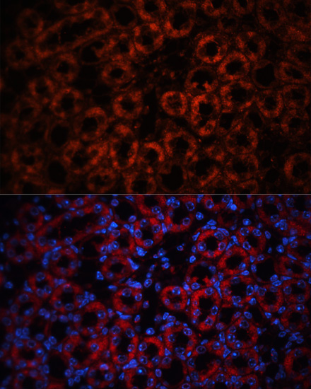 Immunofluorescence analysis of Mouse kidney using LCN2 Polyclonal Antibody at dilution of  1:100. Blue: DAPI for nuclear staining.