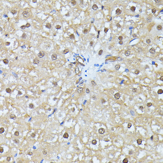 Immunohistochemistry of paraffin-embedded Rat liver using UBC Polyclonal Antibody at dilution of  1:100 (40x lens).