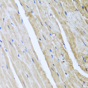 Immunohistochemistry of paraffin-embedded Mouse heart using CAMK2G Polyclonal Antibody at dilution of  1:100 (40x lens).