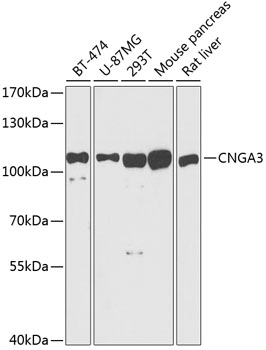 Western blot analysis of extracts of various cell lines using CNGA3 Polyclonal Antibody at dilution of 1:1000.