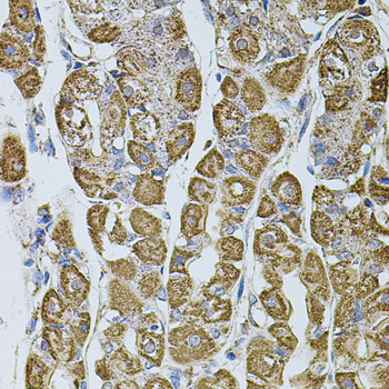 Immunohistochemistry of paraffin-embedded Human stomach using UQCRC1 Polyclonal Antibody at dilution of  1:100 (40x lens).