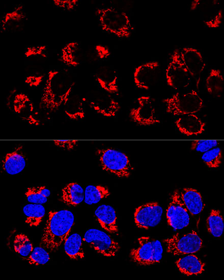 Confocal immunofluorescence analysis of U-2 OS cells using LRPPRC Polyclonal Antibody at dilution of  1:400. Blue: DAPI for nuclear staining.