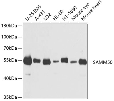 Western blot analysis of extracts of various cell lines using SAMM50 Polyclonal Antibody at dilution of 1:1000.