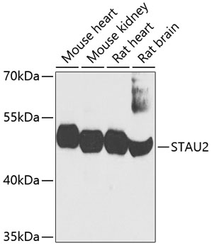 Western blot analysis of extracts of various cell lines using STAU2 Polyclonal Antibody at dilution of 1:1000.