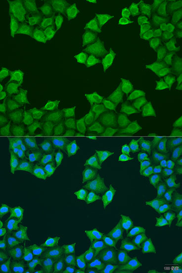 Immunofluorescence analysis of U2OS cells using ATP5J Polyclonal Antibody at dilution of  1:100. Blue: DAPI for nuclear staining.