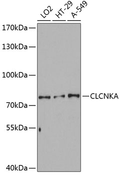 Western blot analysis of extracts of various cell lines using CLCNKA Polyclonal Antibody at dilution of 1:3000.