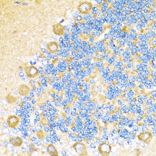 Immunohistochemistry of paraffin-embedded Rat cerebellum using COX6A1 Polyclonal Antibody at dilution of  1:100 (40x lens).