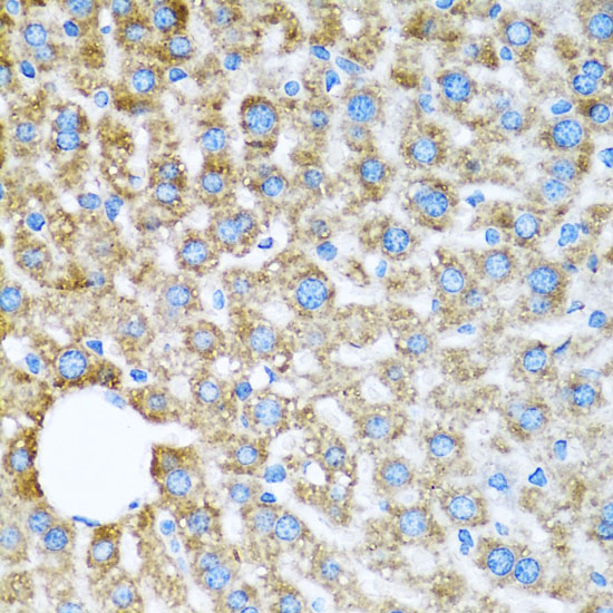 Immunohistochemistry of paraffin-embedded Mouse liver using COX6A1 Polyclonal Antibody at dilution of  1:100 (40x lens).