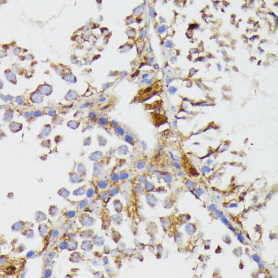 Immunohistochemistry of paraffin-embedded Mouse testis using GALC Polyclonal Antibody at dilution of  1:100 (40x lens).
