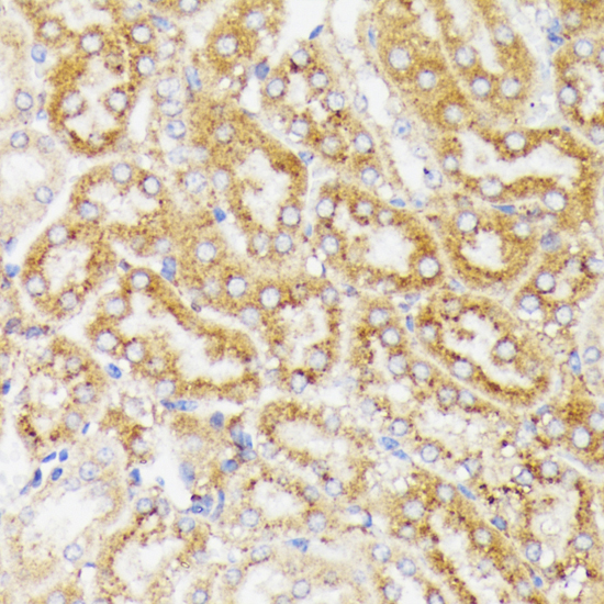 Immunohistochemistry of paraffin-embedded Mouse kidney using GALC Polyclonal Antibody at dilution of  1:100 (40x lens).