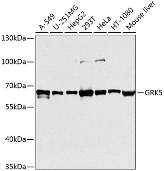 Western blot analysis of extracts of various cell lines using GRK5 Polyclonal Antibody at dilution of 1:1000.