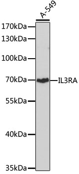 Western blot analysis of extracts of A-549 cells using IL3RA Polyclonal Antibody at dilution of 1:1000.