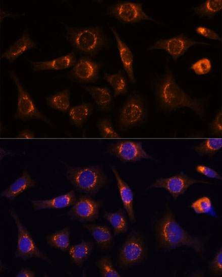 Immunofluorescence analysis of L929 cells using NUCB1 Polyclonal Antibody at dilution of  1:100 (40x lens). Blue: DAPI for nuclear staining.