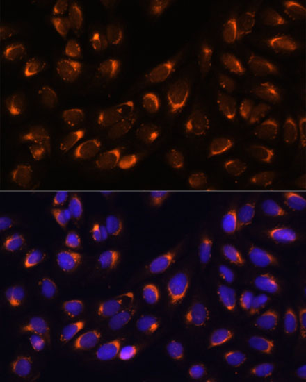 Immunofluorescence analysis of U-2 OS cells using NUCB1 Polyclonal Antibody at dilution of  1:100 (40x lens). Blue: DAPI for nuclear staining.