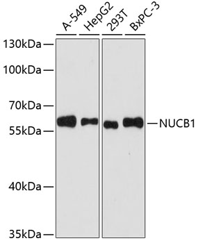 Western blot analysis of extracts of various cell lines using NUCB1 Polyclonal Antibody at dilution of 1:3000.