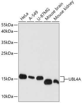 Western blot analysis of extracts of various cell lines using UBL4A Polyclonal Antibody at dilution of 1:1000.