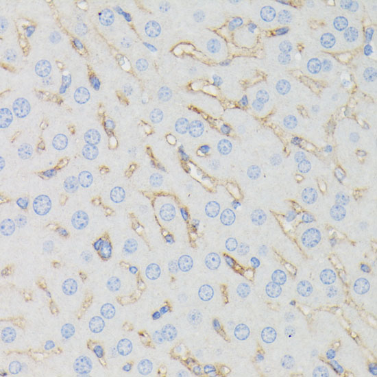 Immunohistochemistry of paraffin-embedded Mouse liver using IFITM1 Polyclonal Antibody at dilution of  1:100 (40x lens).