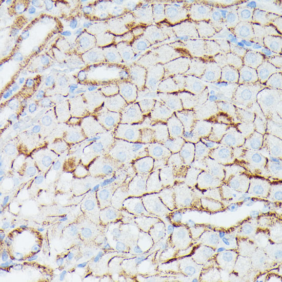 Immunohistochemistry of paraffin-embedded Mouse kidney using IFITM1 Polyclonal Antibody at dilution of  1:100 (40x lens).